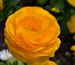 yellow-ranunculus-flower