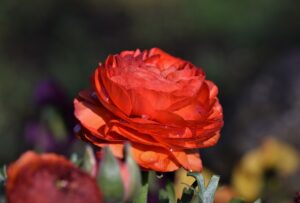 red-ranunculus-flower