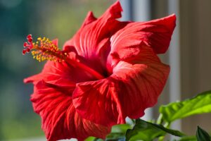 red-hibiscus-flower