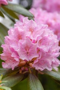 rhododendron-flowers