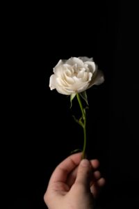 single-white-rose-flower