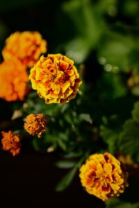 bright-orange-marigolds