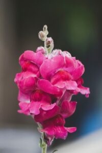 pink-snapdragon-flowers
