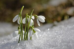 white-snowdrops-flower