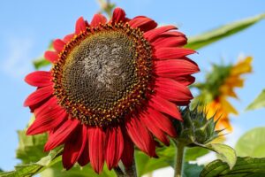 red-sunflower