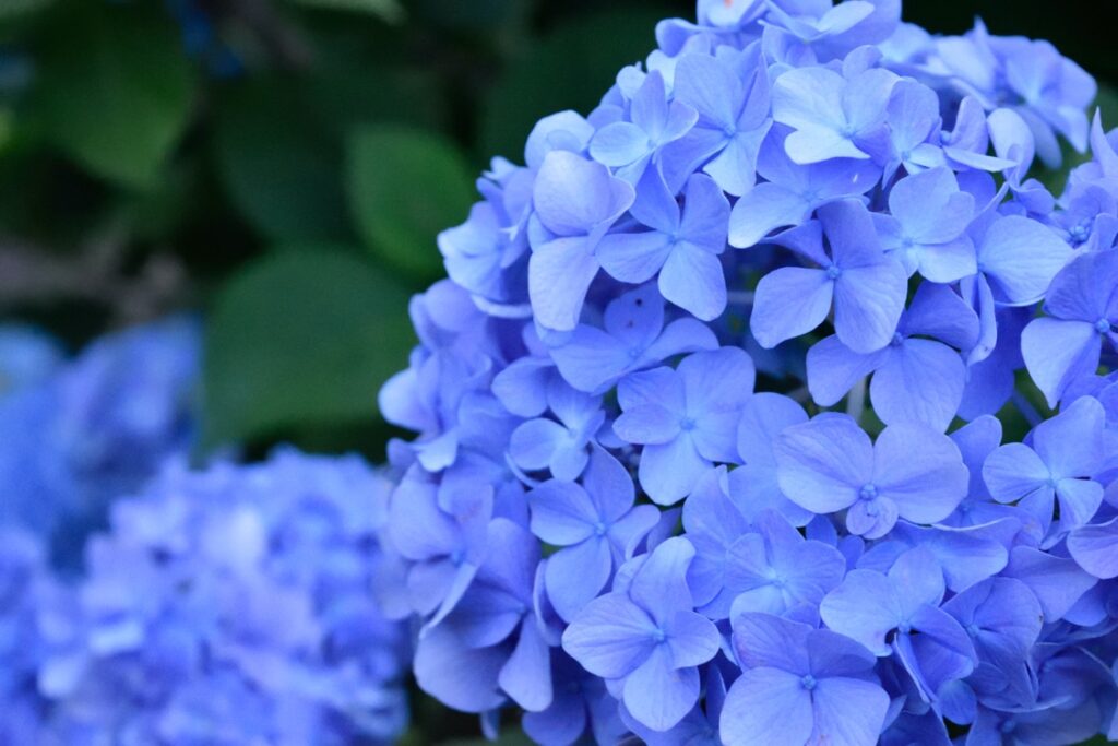 light-blue-hydrangea-flower