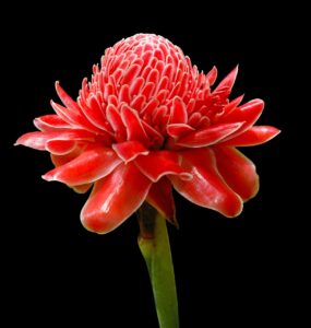 red-torch-ginger-flower