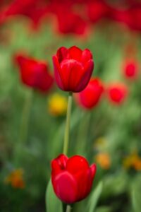 red-tulips-in-field