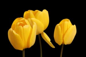 yellow-tulip-flowers