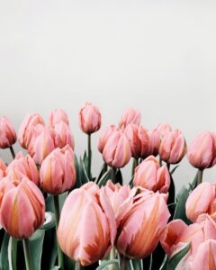 pink-tulips