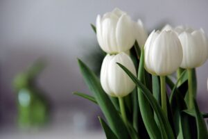 white-tulip-bouquet