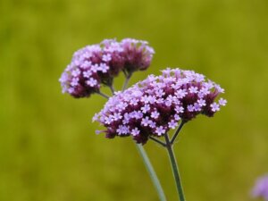 purple-verbena-flower