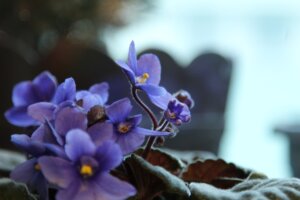 purple-violet-flower
