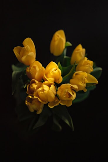 yellow-tulips-flowers-for-men