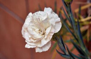 white-carnation-flower