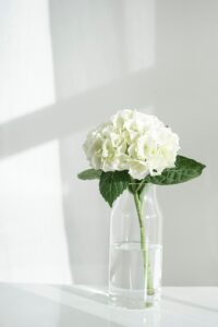 white-hydrangea-flower