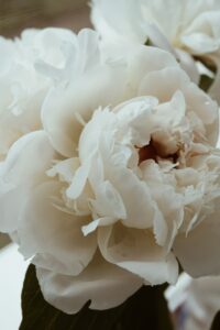 white-peony-flowers