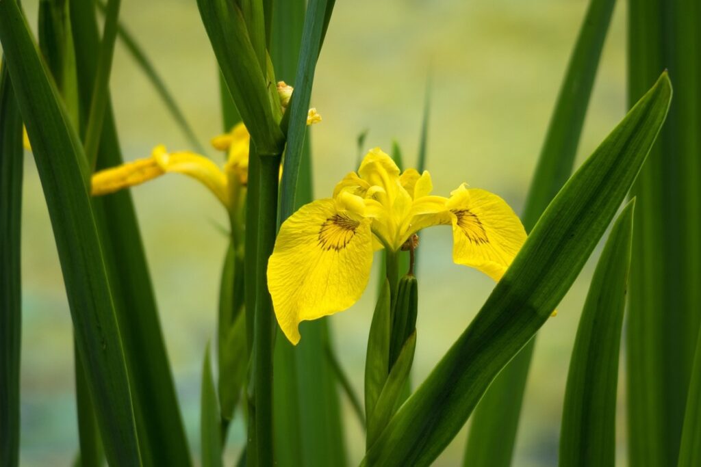 yellow-iris-flowers
