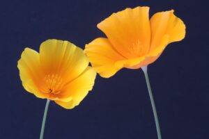 yellow-poppy-flower