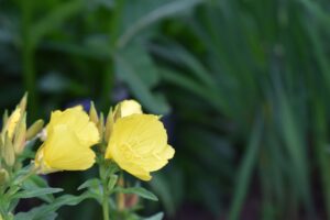 yellow-primrose-flower